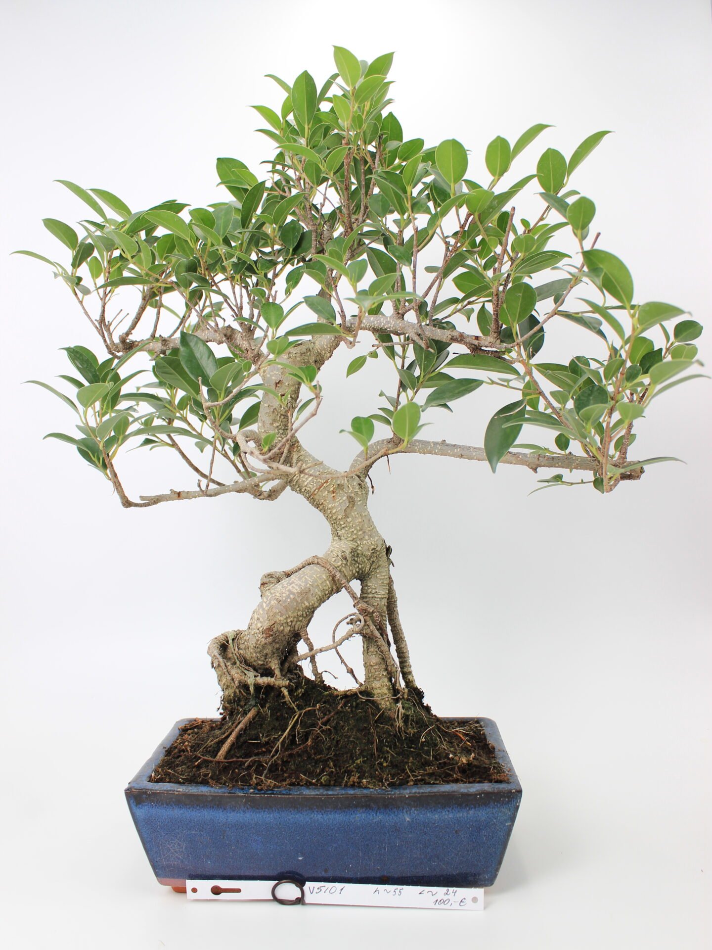 Ficus bonsai medelis mėlyname keraminiame vazone, su išlenktu kamienu ir ryškiomis žalios spalvos lapų šakomis, skirtas bonsai kolekcijai ir kambarinio interjero puošybai