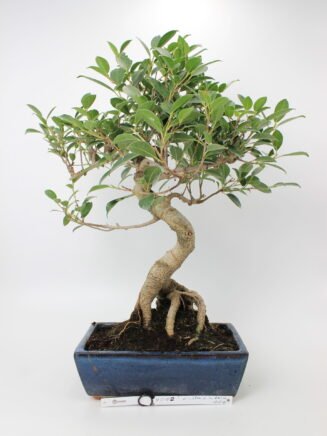 Ficus bonsai medelis mėlyname stačiakampiame keraminiame vazone, su vingiuotu kamienu ir paviršinėmis šaknimis, tankiai apaugęs žaliais lapais – tinkamas bonsai kolekcijai ir namų interjero dekorui.