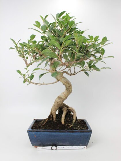 Ficus bonsai medelis mėlyname stačiakampiame keraminiame vazone, su vingiuotu kamienu ir paviršinėmis šaknimis, tankiai apaugęs žaliais lapais – tinkamas bonsai kolekcijai ir namų interjero dekorui.