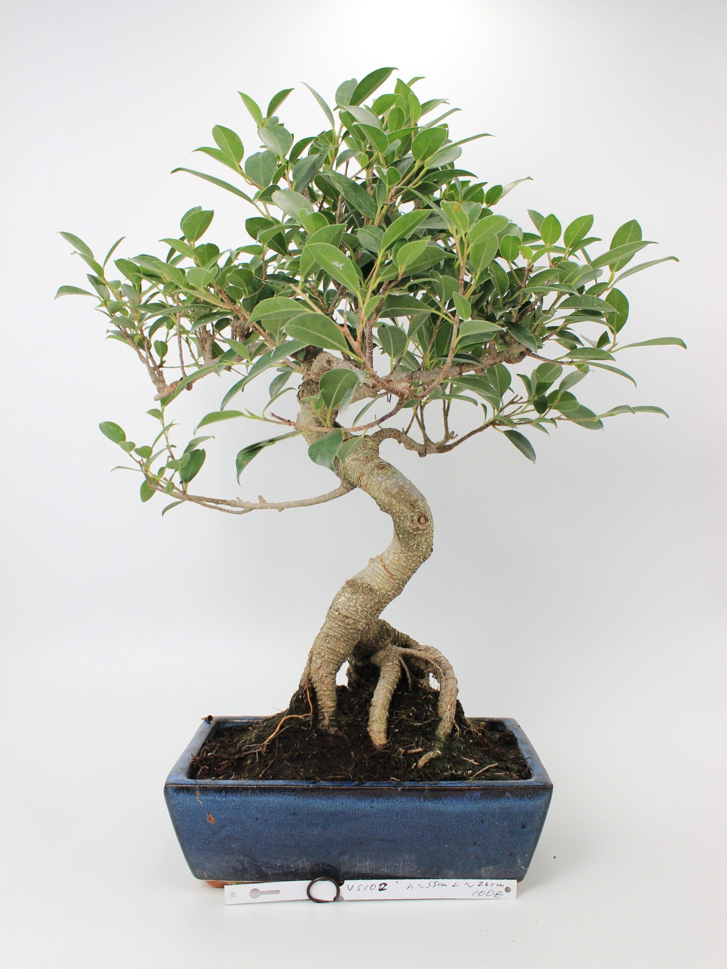 Ficus bonsai medelis mėlyname stačiakampiame keraminiame vazone, su vingiuotu kamienu ir paviršinėmis šaknimis, tankiai apaugęs žaliais lapais – tinkamas bonsai kolekcijai ir namų interjero dekorui.