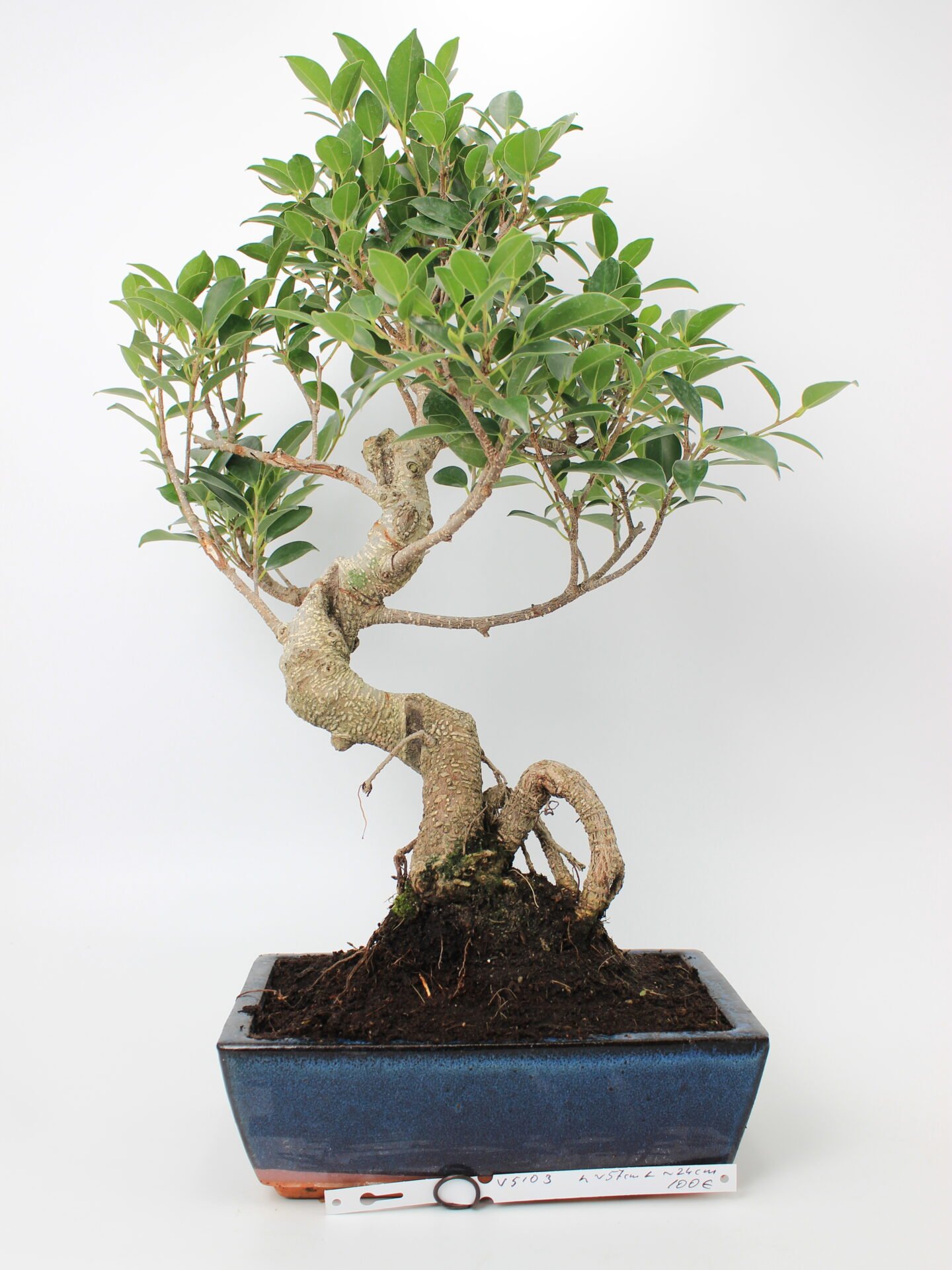 Ficus bonsai medelis mėlyname stačiakampiame keraminiame vazone, su vingiuotu kamienu ir aiškiomis paviršinėmis šaknimis, tankiai apaugęs žalia lapija – tinkamas bonsai kolekcijai ir namų interjero dekorui