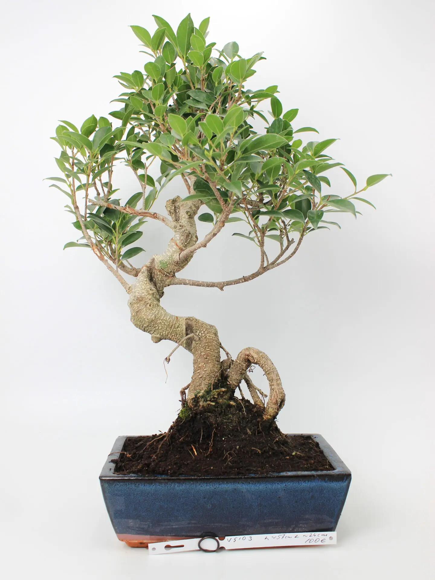 Ficus bonsai medelis mėlyname stačiakampiame keraminiame vazone, su vingiuotu kamienu ir aiškiomis paviršinėmis šaknimis, tankiai apaugęs žalia lapija – tinkamas bonsai kolekcijai ir namų interjero dekorui