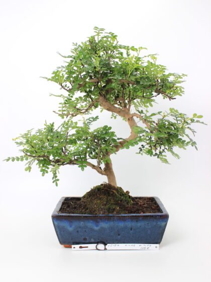 Zanthoxylum piperitum bonsai medelis mėlyname stačiakampiame keraminiame vazone, su vingiuotu kamienu ir tankia smulkialape žaluma, augantis ant juodo grunto – retas bonsai kolekcijos ir namų interjero augalas.