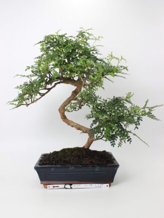 Zanthoxylum piperitum bonsai medelis mėlyname stačiakampiame keraminiame vazone, su vingiuotu kamienu ir tankia smulkialape žaluma, augantis ant juodo grunto – retas bonsai kolekcijos ir namų interjero augalas.