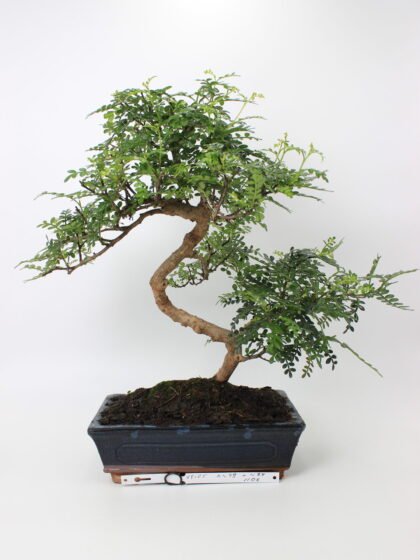 Zanthoxylum piperitum bonsai medelis mėlyname stačiakampiame keraminiame vazone, su vingiuotu kamienu ir tankia smulkialape žaluma, augantis ant juodo grunto – retas bonsai kolekcijos ir namų interjero augalas.