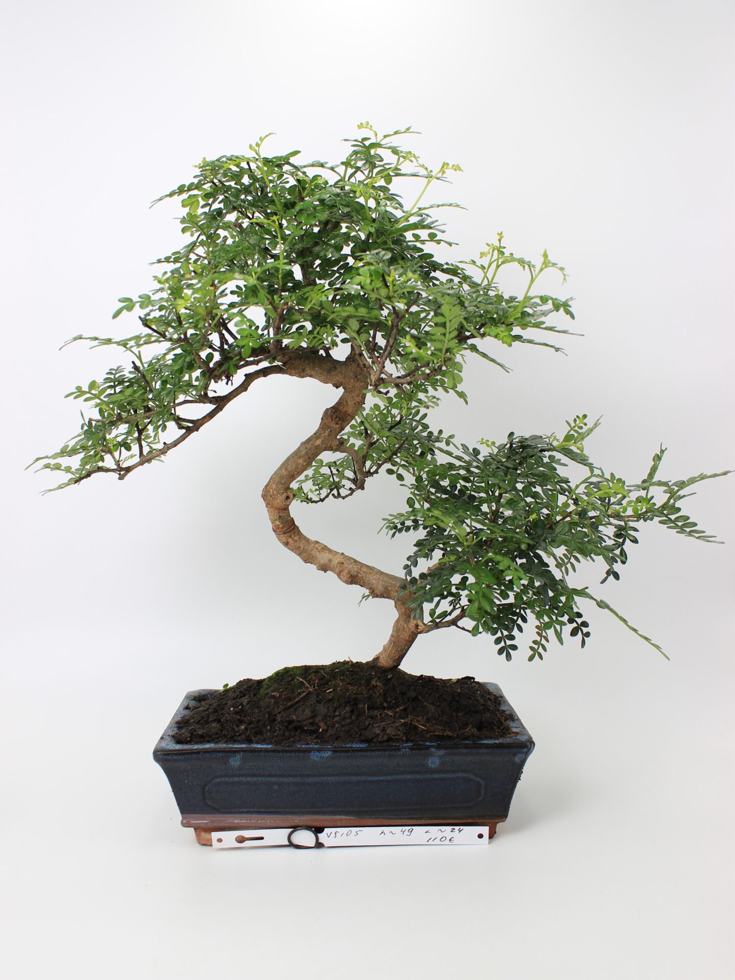 Zanthoxylum piperitum bonsai medelis mėlyname stačiakampiame keraminiame vazone, su vingiuotu kamienu ir tankia smulkialape žaluma, augantis ant juodo grunto – retas bonsai kolekcijos ir namų interjero augalas.