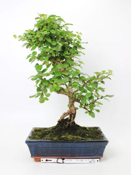 Carmona (Fukien arbatos) bonsai medelis mėlyname keraminiame vazone, su šiek tiek vingiuotu kamienu, smulkiais blizgiais žaliais lapais ir samanomis padengtu gruntu – tinkamas bonsai kolekcijai ir namų interjero dekorui.