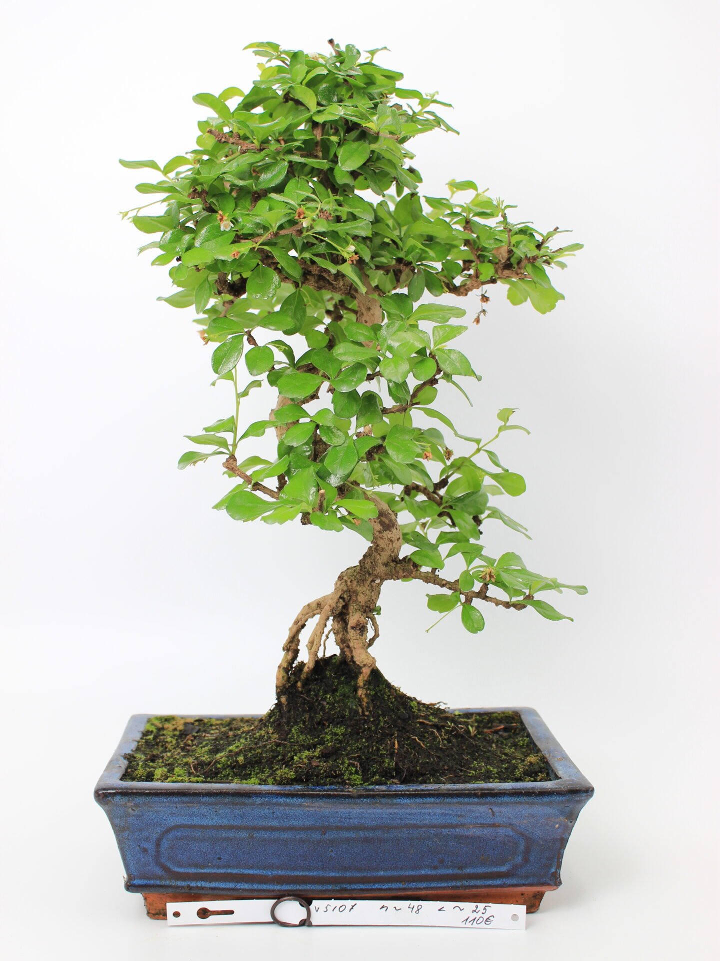 Carmona (Fukien arbatos) bonsai medelis mėlyname keraminiame vazone, su vingiuotu kamienu ir paviršines šaknis atidengiančia baze, žalia blizgia lapija bei samanomis apaugusiu gruntu – tinkamas bonsai kolekcijai ir namų interjero dekorui.