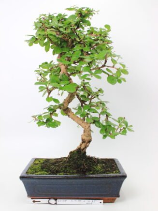 Carmona (Fukien arbatos) bonsai medelis mėlyname keraminiame stačiakampiame vazone, su vingiuotu šviesiu kamienu, pakilusiomis šaknimis ir blizgia žalia lapija, augantis ant samanomis padengto grunto – dekoratyvus bonsai kolekcijos ir namų interjero akcentas.