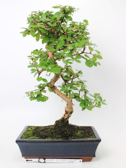 Carmona (Fukien arbatos) bonsai medelis mėlyname keraminiame stačiakampiame vazone, su vingiuotu šviesiu kamienu, pakilusiomis šaknimis ir blizgia žalia lapija, augantis ant samanomis padengto grunto – dekoratyvus bonsai kolekcijos ir namų interjero akcentas.