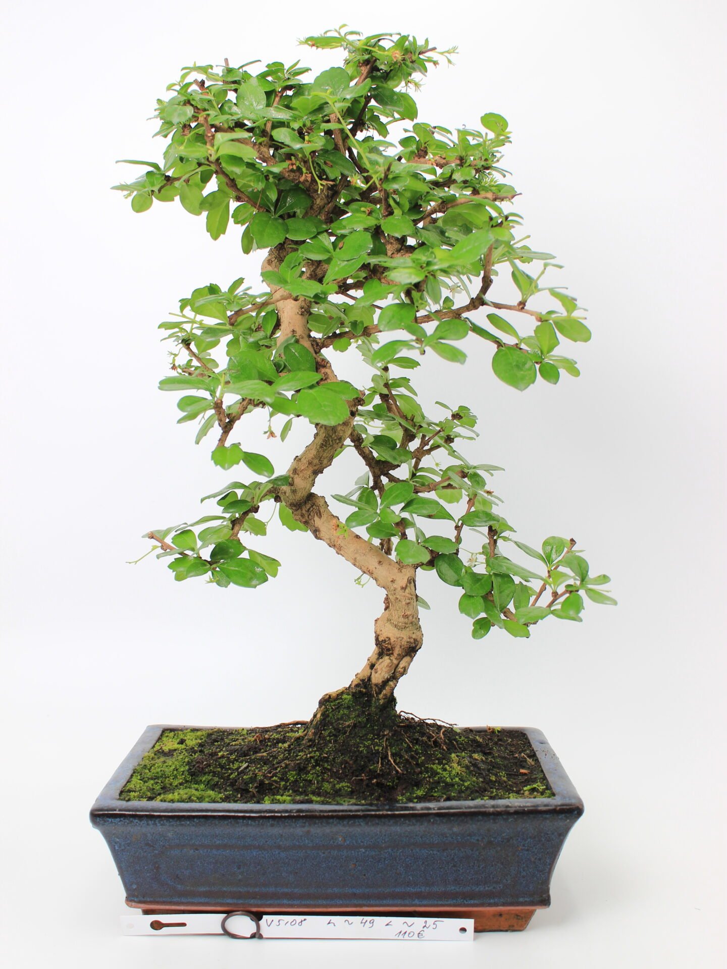 Carmona (Fukien arbatos) bonsai medelis mėlyname keraminiame stačiakampiame vazone, su vingiuotu šviesiu kamienu, pakilusiomis šaknimis ir blizgia žalia lapija, augantis ant samanomis padengto grunto – dekoratyvus bonsai kolekcijos ir namų interjero akcentas.