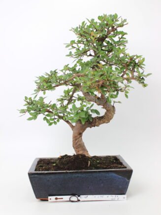 Zelkova smulkialapė bonsai medelis mėlyname stačiakampiame keraminiame vazone, su vingiuotu kamienu, smulkiais dantytais žaliais lapais ir atidengtomis šaknimis ant tamsaus grunto – elegantiškas bonsai kolekcijos ir namų interjero akcentas.