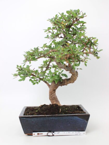 Zelkova smulkialapė bonsai medelis mėlyname stačiakampiame keraminiame vazone, su vingiuotu kamienu, smulkiais dantytais žaliais lapais ir atidengtomis šaknimis ant tamsaus grunto – elegantiškas bonsai kolekcijos ir namų interjero akcentas.