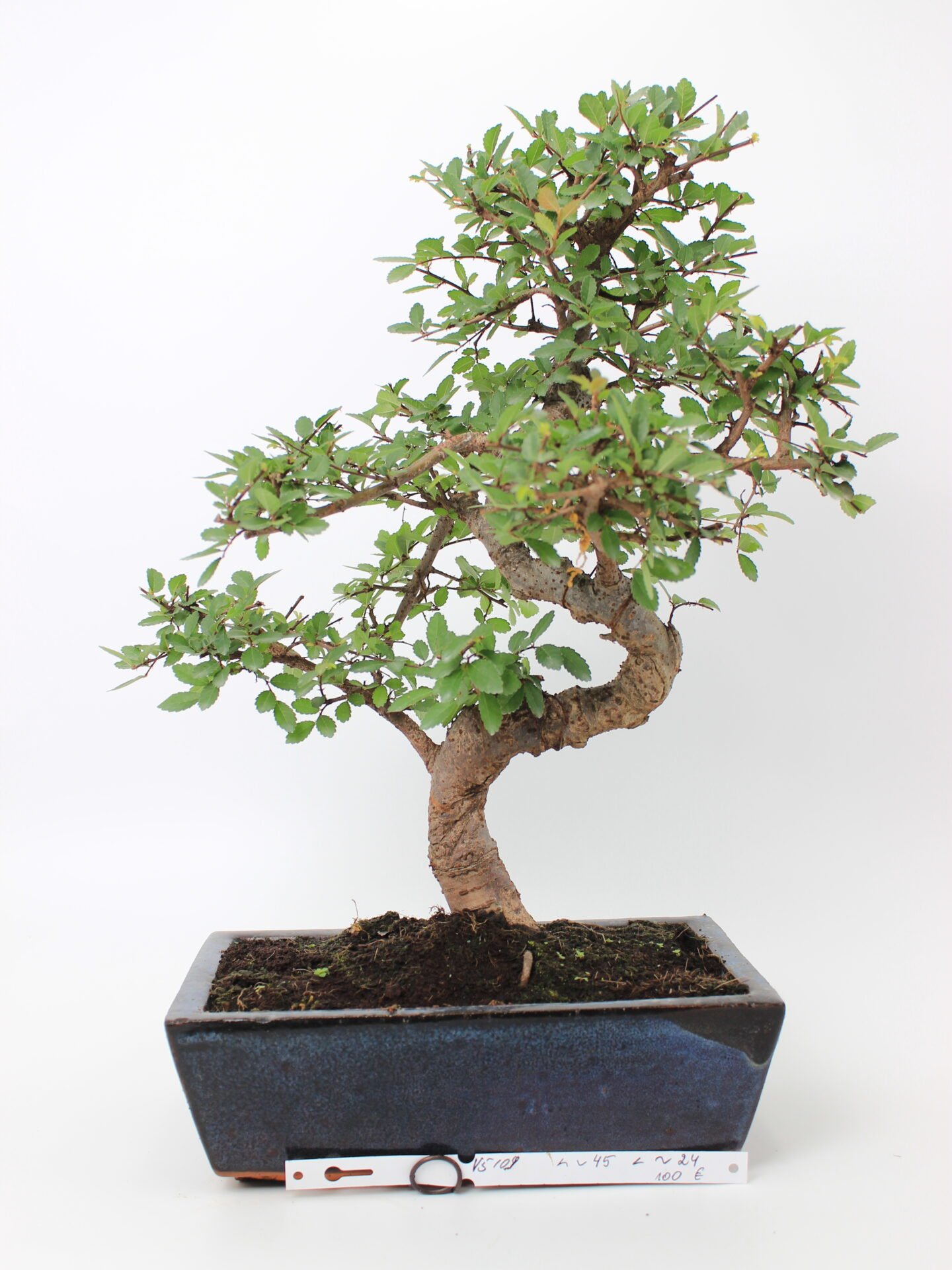 Zelkova smulkialapė bonsai medelis mėlyname stačiakampiame keraminiame vazone, su vingiuotu kamienu, smulkiais dantytais žaliais lapais ir atidengtomis šaknimis ant tamsaus grunto – elegantiškas bonsai kolekcijos ir namų interjero akcentas.