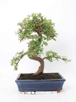 Zelkova smulkialapė bonsai medelis mėlyname keraminiame stačiakampiame vazone, su vingiuotu kamienu ir smulkiais pjūkliškais žaliais lapais, augantis ant pliko tamsaus grunto – subtilus bonsai kolekcijos ir namų interjero akcentas.