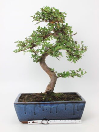 Zelkova smulkialapė bonsai medelis mėlyname keraminiame stačiakampiame vazone, su S formos vingiuotu kamienu, smulkiais pjūkliškais lapais ir tamsiu gruntu – klasikinis bonsai kolekcijos ir namų interjero augalas.