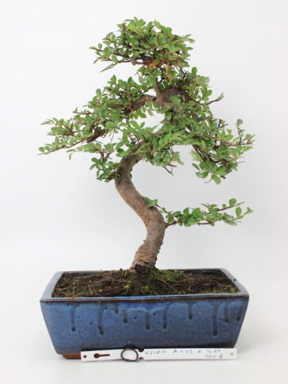 Zelkova smulkialapė bonsai medelis mėlyname keraminiame stačiakampiame vazone, su S formos vingiuotu kamienu, smulkiais pjūkliškais lapais ir tamsiu gruntu – klasikinis bonsai kolekcijos ir namų interjero augalas.