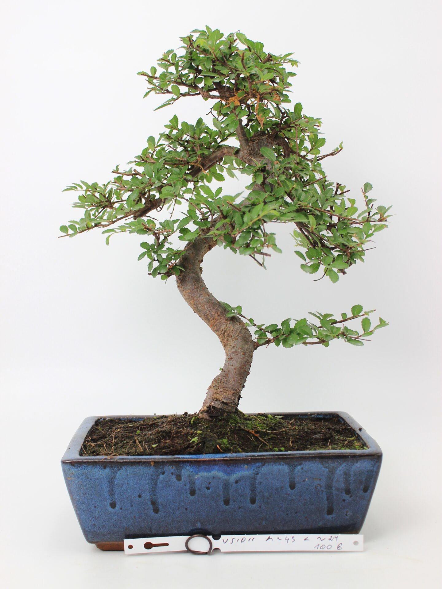 Zelkova smulkialapė bonsai medelis mėlyname keraminiame stačiakampiame vazone, su S formos vingiuotu kamienu, smulkiais pjūkliškais lapais ir tamsiu gruntu – klasikinis bonsai kolekcijos ir namų interjero augalas.