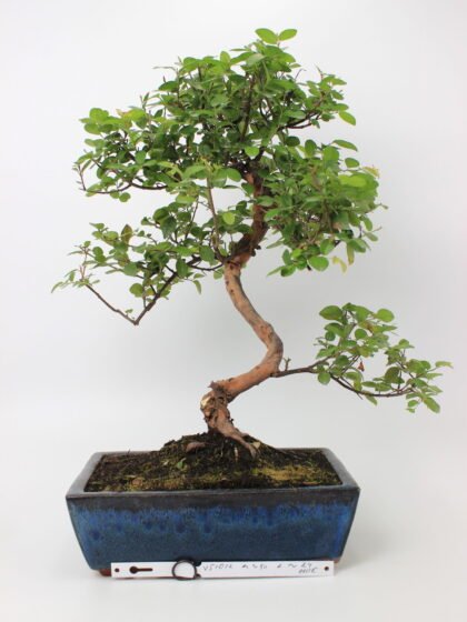 Kininė slyva (Sageretia theezans) bonsai medelis mėlyname stačiakampiame keraminiame vazone, su vingiuotu kamienu, pakeltomis šaknimis ir smulkiais žaliais lapais, augantis ant tamsaus grunto – elegantiškas bonsai kolekcijos ir interjero akcentas