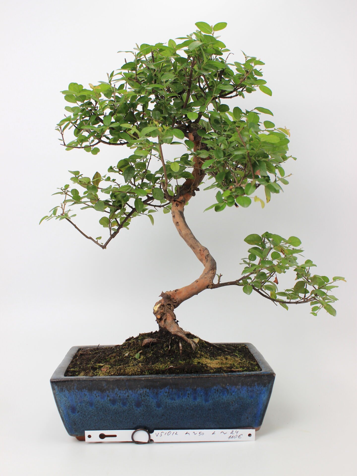 Kininė slyva (Sageretia theezans) bonsai medelis mėlyname stačiakampiame keraminiame vazone, su vingiuotu kamienu, pakeltomis šaknimis ir smulkiais žaliais lapais, augantis ant tamsaus grunto – elegantiškas bonsai kolekcijos ir interjero akcentas