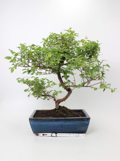 Kininė slyva (Sageretia theezans) bonsai medelis mėlyname stačiakampiame keraminiame vazone, su lengvai vingiuotu kamienu, plačiai išsiskleidusiomis šakomis ir smulkiais žaliais lapais, augantis ant tamsaus grunto – dekoratyvus bonsai kolekcijos ir namų interjero akcentas.