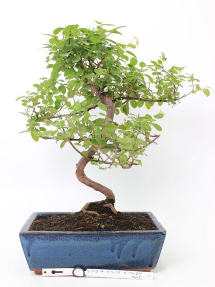 Kininė slyva (Sageretia theezans) bonsai medelis mėlyname keraminiame stačiakampiame vazone, su S formos vingiuotu kamienu, pakilusiomis šaknimis ir smulkiais žaliais lapais, augantis ant tamsaus grunto – dekoratyvus kambarinis bonsai kolekcijai ir namų interjerui.