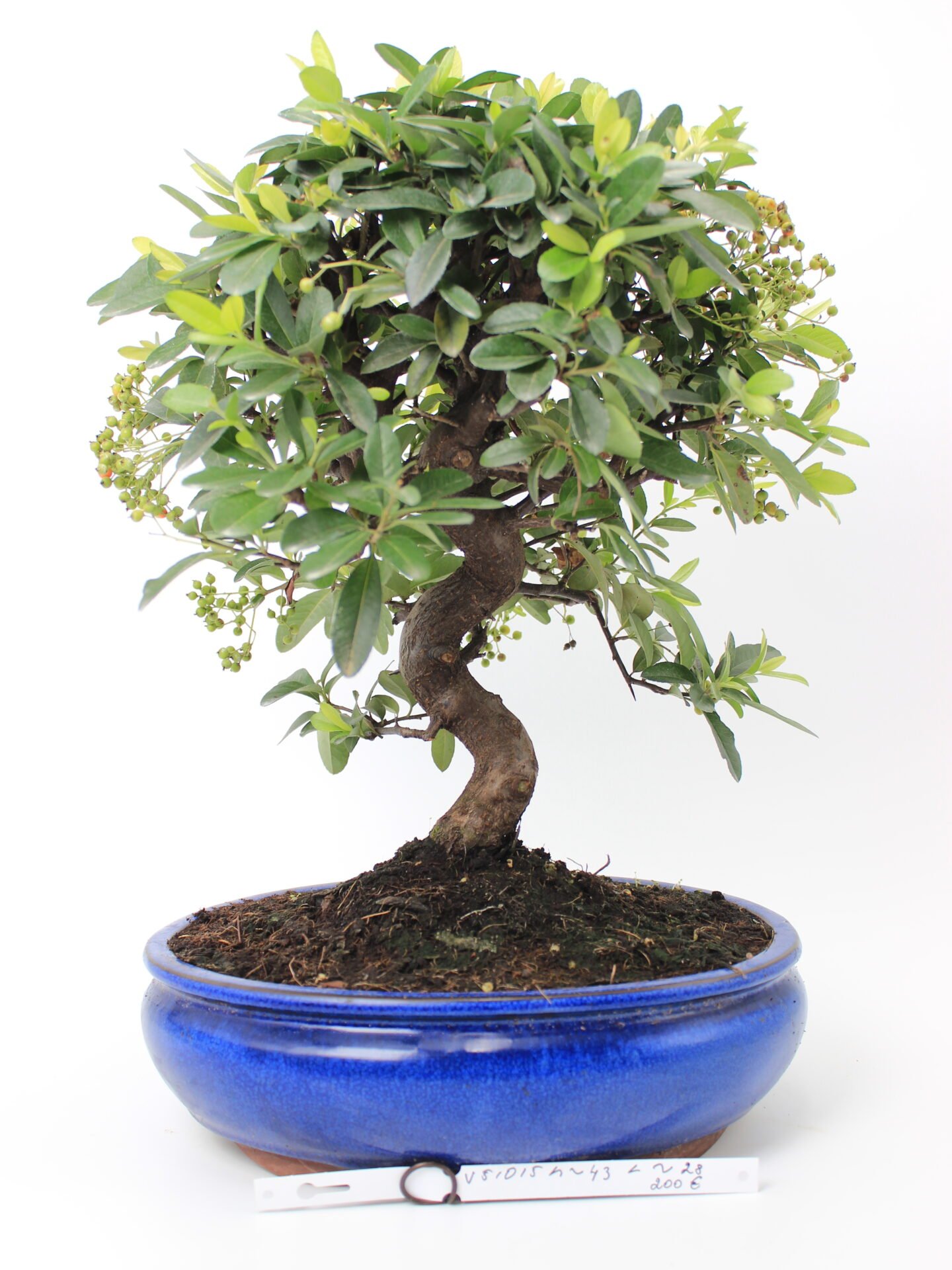 Dyglainė (Pyracantha) bonsai medelis mėlyname apvaliame keraminiame vazone, su vingiuotu kamienu, tankia lapija ir besiformuojančiomis uogų kekėmis – dekoratyvus bonsai kolekcijos ir interjero akcentas.“