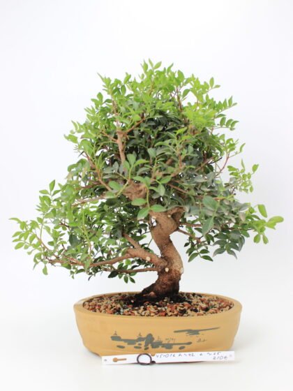 Pistacia bonsai medelis su storu lenktu kamienu, tankia žalia lapija ir dekoratyviniu moliniu vazonu su piešiniu, eksponuotas ant balto fono – Bonsaisodas.lt