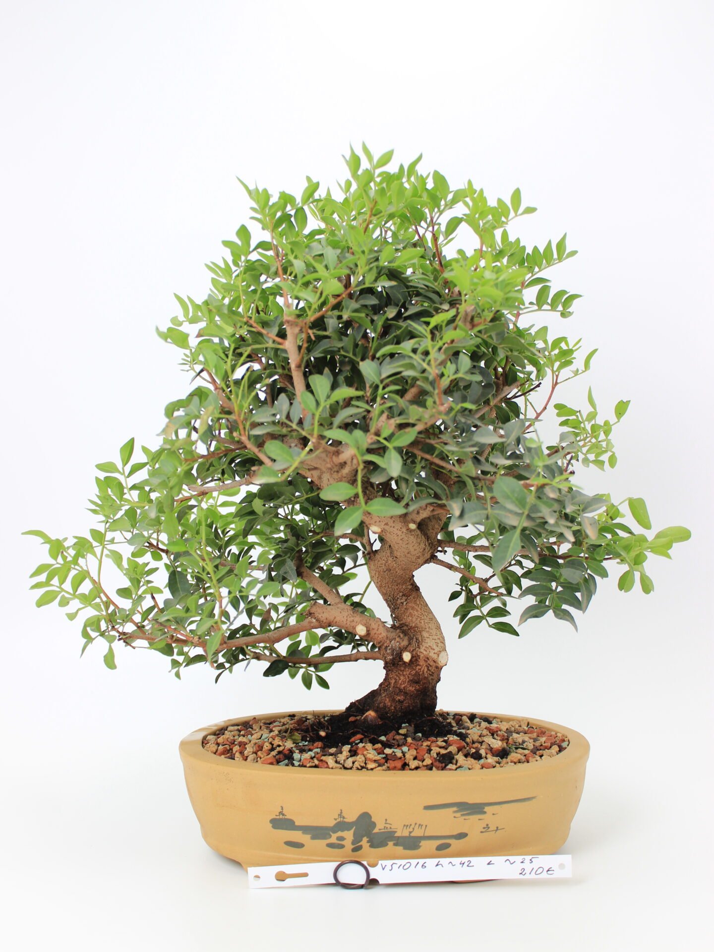 Pistacia bonsai medelis su storu lenktu kamienu, tankia žalia lapija ir dekoratyviniu moliniu vazonu su piešiniu, eksponuotas ant balto fono – Bonsaisodas.lt