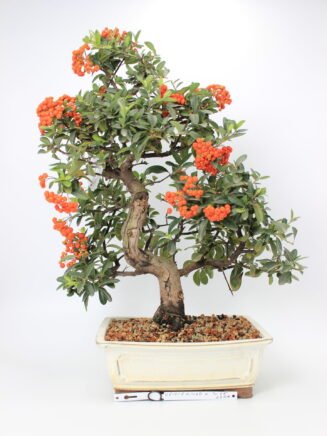 Pyracantha bonsai medelis su vingiuotu kamienu, tankia žalia lapija ir ryškiais oranžiniais vaisiais, pasodintas baltame keraminiame vazone ant balto fono – Bonsaisodas.lt