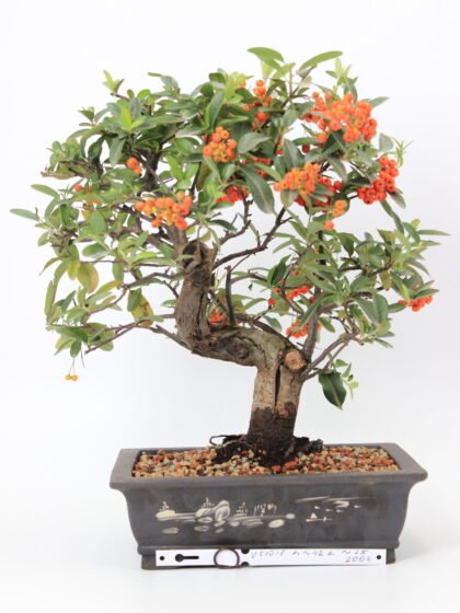 Pyracantha bonsai medelis su oranžinėmis uogomis, lenktu kamienu ir tankia lapija, pasodintas rudame dekoruotame keraminiame vazone ant balto fono – Bonsaisodas.lt