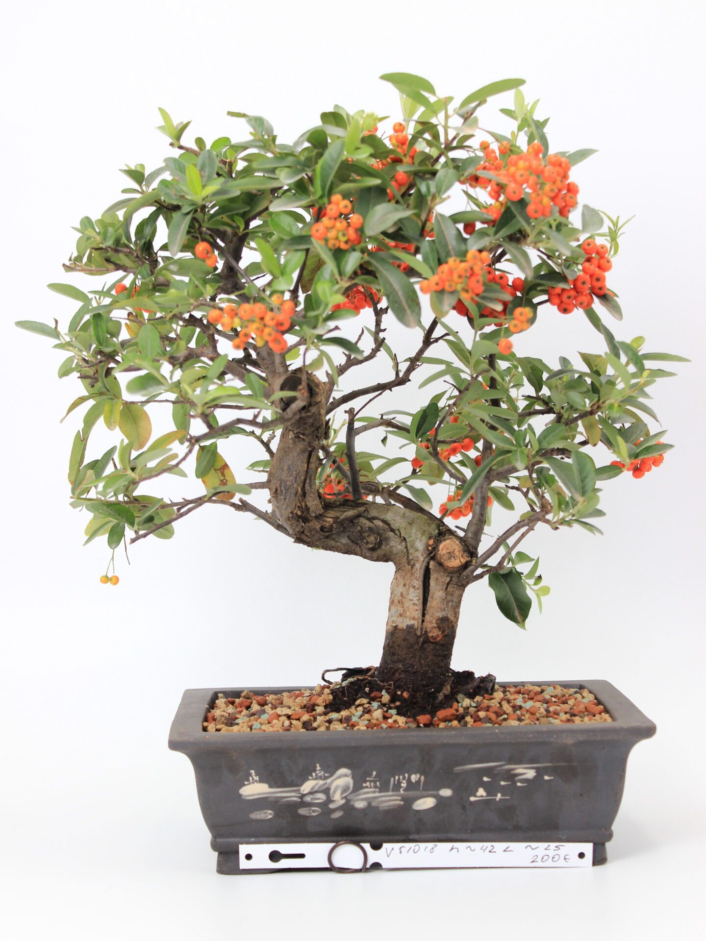 Pyracantha bonsai medelis su oranžinėmis uogomis, lenktu kamienu ir tankia lapija, pasodintas rudame dekoruotame keraminiame vazone ant balto fono – Bonsaisodas.lt