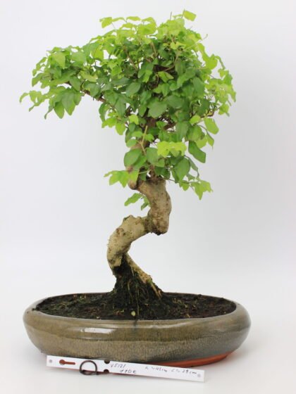 Bonsai medelis su vingiuota kamieno forma glazūruotame keraminiame vazone, tankia žalia lapija – profesionaliai suformuotas Moyogi stiliaus bonsai.