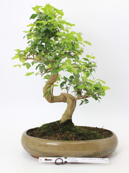 Bonsai medelis su vingiuota kamieno forma glazūruotame keraminiame vazone, tankia žalia lapija – profesionaliai suformuotas Moyogi stiliaus bonsai.