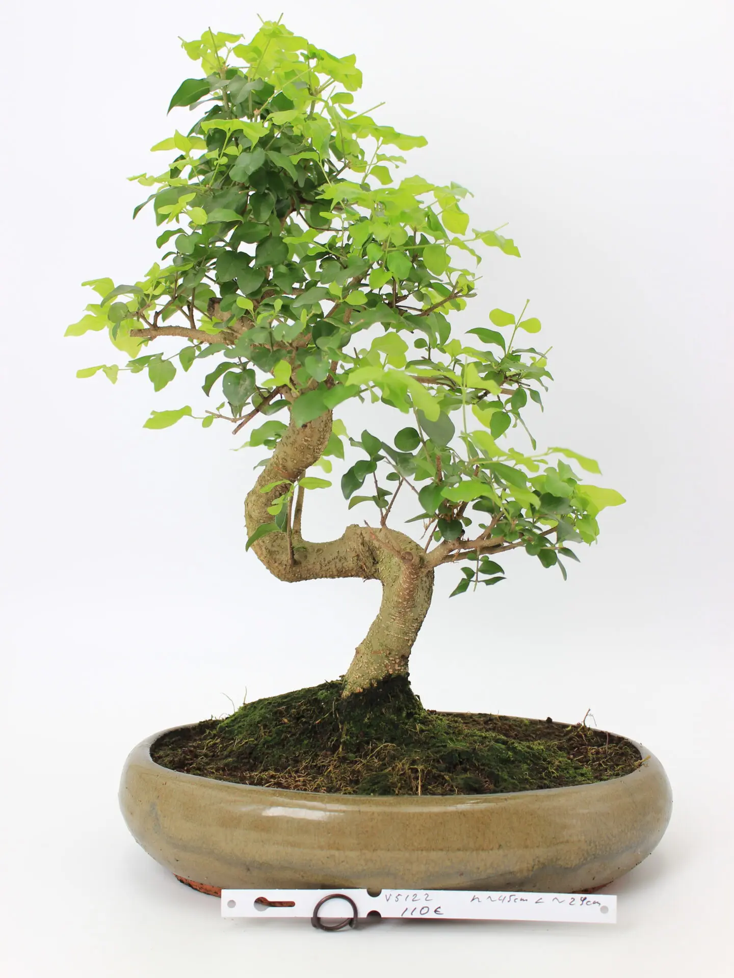 Bonsai medelis su vingiuota kamieno forma glazūruotame keraminiame vazone, tankia žalia lapija – profesionaliai suformuotas Moyogi stiliaus bonsai.
