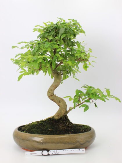 Bonsai medelis su vingiuota kamieno forma glazūruotame keraminiame vazone, tankia žalia lapija – profesionaliai suformuotas Moyogi stiliaus bonsai.