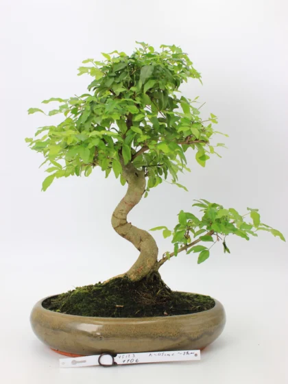 Bonsai medelis su vingiuota kamieno forma glazūruotame keraminiame vazone, tankia žalia lapija – profesionaliai suformuotas Moyogi stiliaus bonsai.