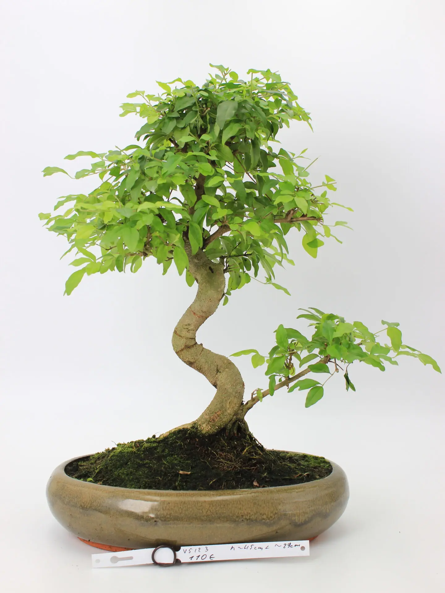 Bonsai medelis su vingiuota kamieno forma glazūruotame keraminiame vazone, tankia žalia lapija – profesionaliai suformuotas Moyogi stiliaus bonsai.