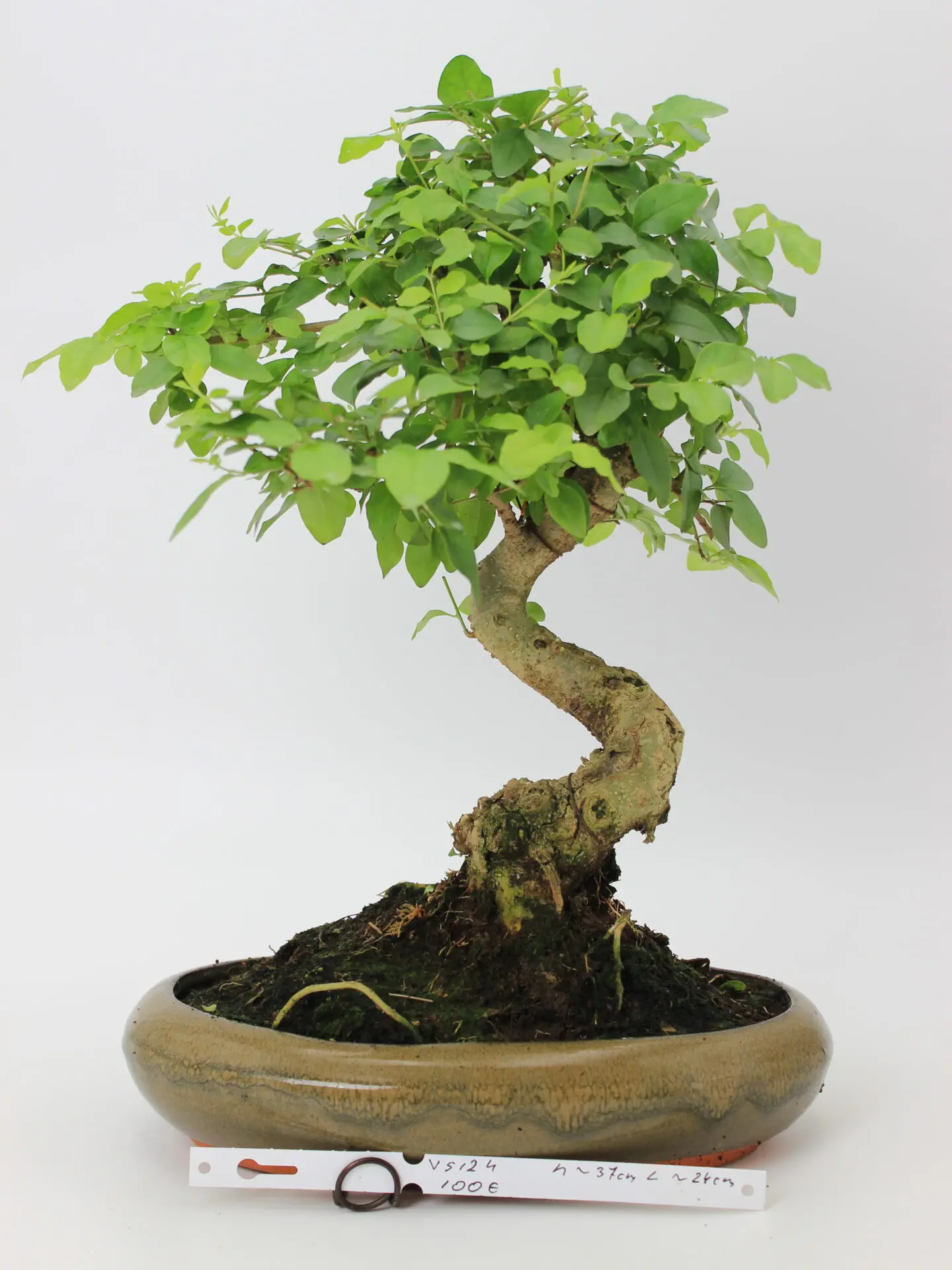 Bonsai medelis su vingiuota kamieno forma glazūruotame keraminiame vazone, tankia žalia lapija – profesionaliai suformuotas Moyogi stiliaus bonsai.