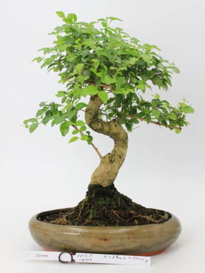 Bonsai medelis su vingiuota kamieno forma glazūruotame keraminiame vazone, tankia žalia lapija – profesionaliai suformuotas Moyogi stiliaus bonsai.