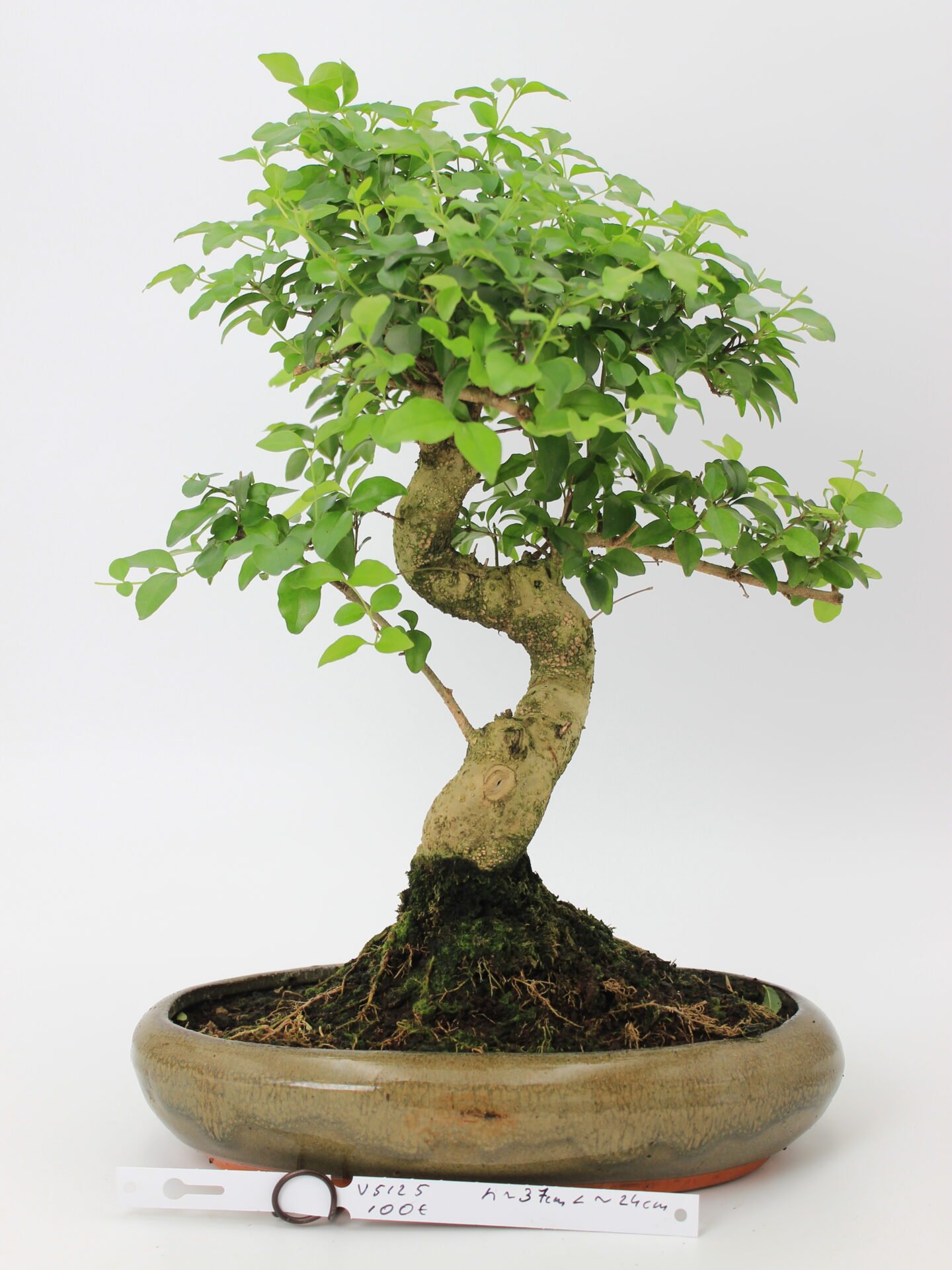 Bonsai medelis su vingiuota kamieno forma glazūruotame keraminiame vazone, tankia žalia lapija – profesionaliai suformuotas Moyogi stiliaus bonsai.