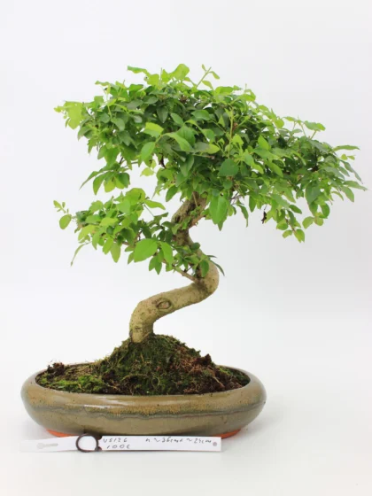 Bonsai medelis su vingiuota kamieno forma glazūruotame keraminiame vazone, tankia žalia lapija – profesionaliai suformuotas Moyogi stiliaus bonsai.