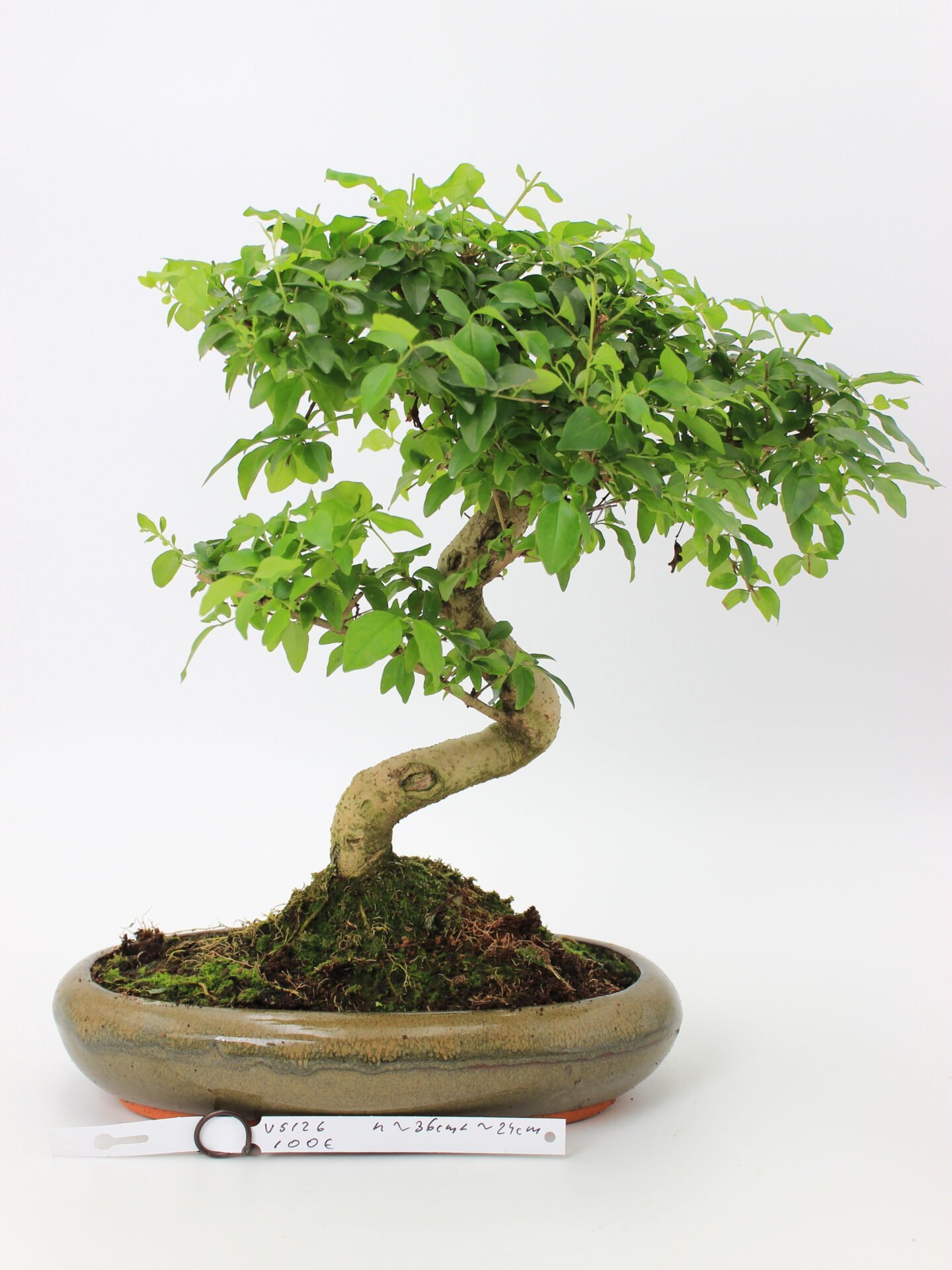 Bonsai medelis su vingiuota kamieno forma glazūruotame keraminiame vazone, tankia žalia lapija – profesionaliai suformuotas Moyogi stiliaus bonsai.