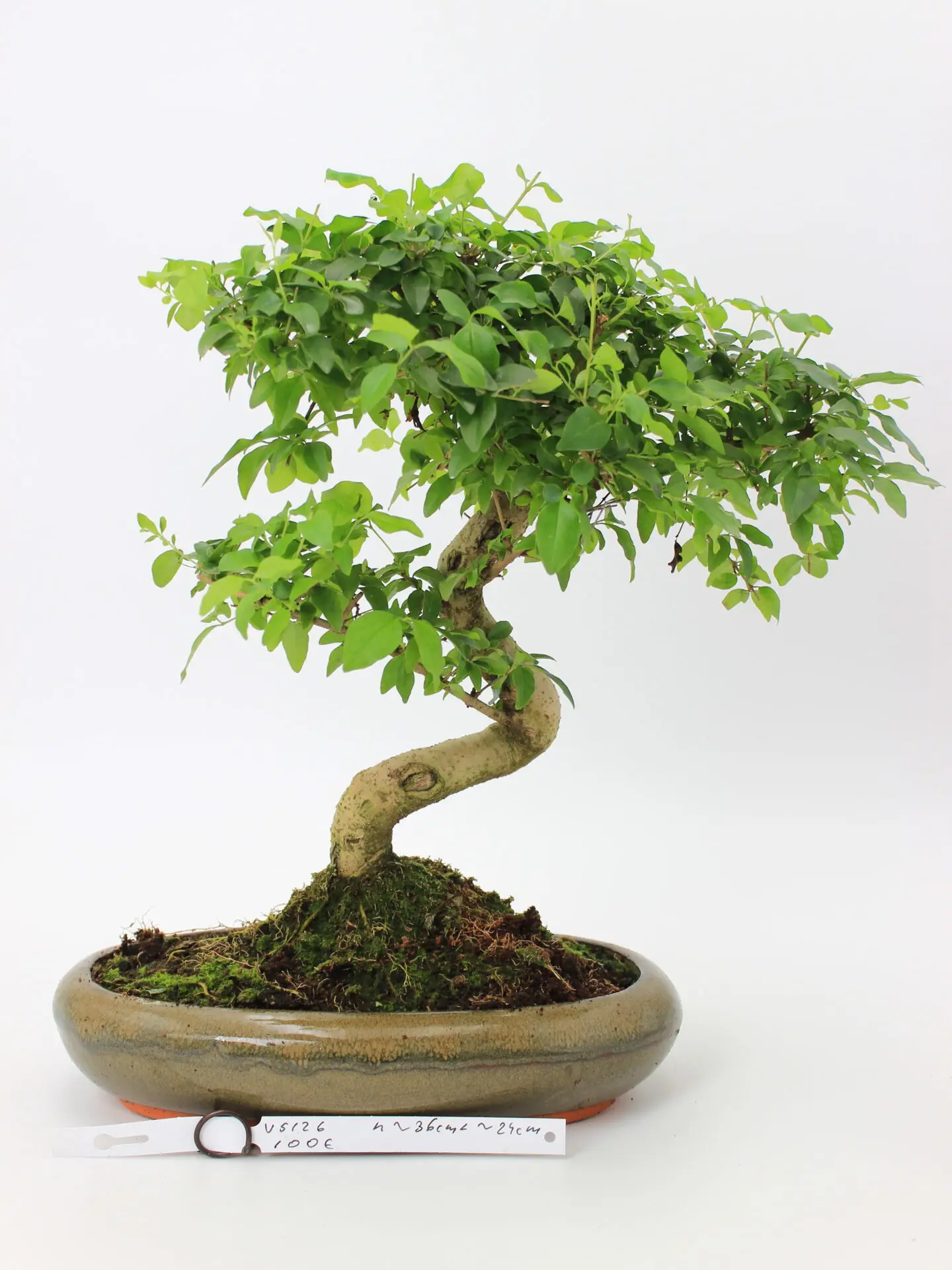 Bonsai medelis su vingiuota kamieno forma glazūruotame keraminiame vazone, tankia žalia lapija – profesionaliai suformuotas Moyogi stiliaus bonsai.
