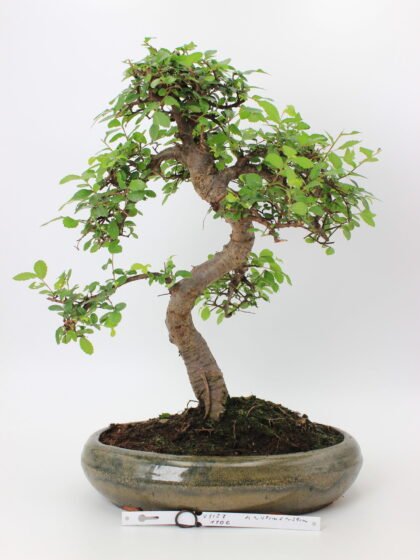 Zelkova bonsai medelis su vingiuotu kamienu ir tankia žalia lapija glazūruotame keraminiame vazone, formuotas Moyogi stiliumi.