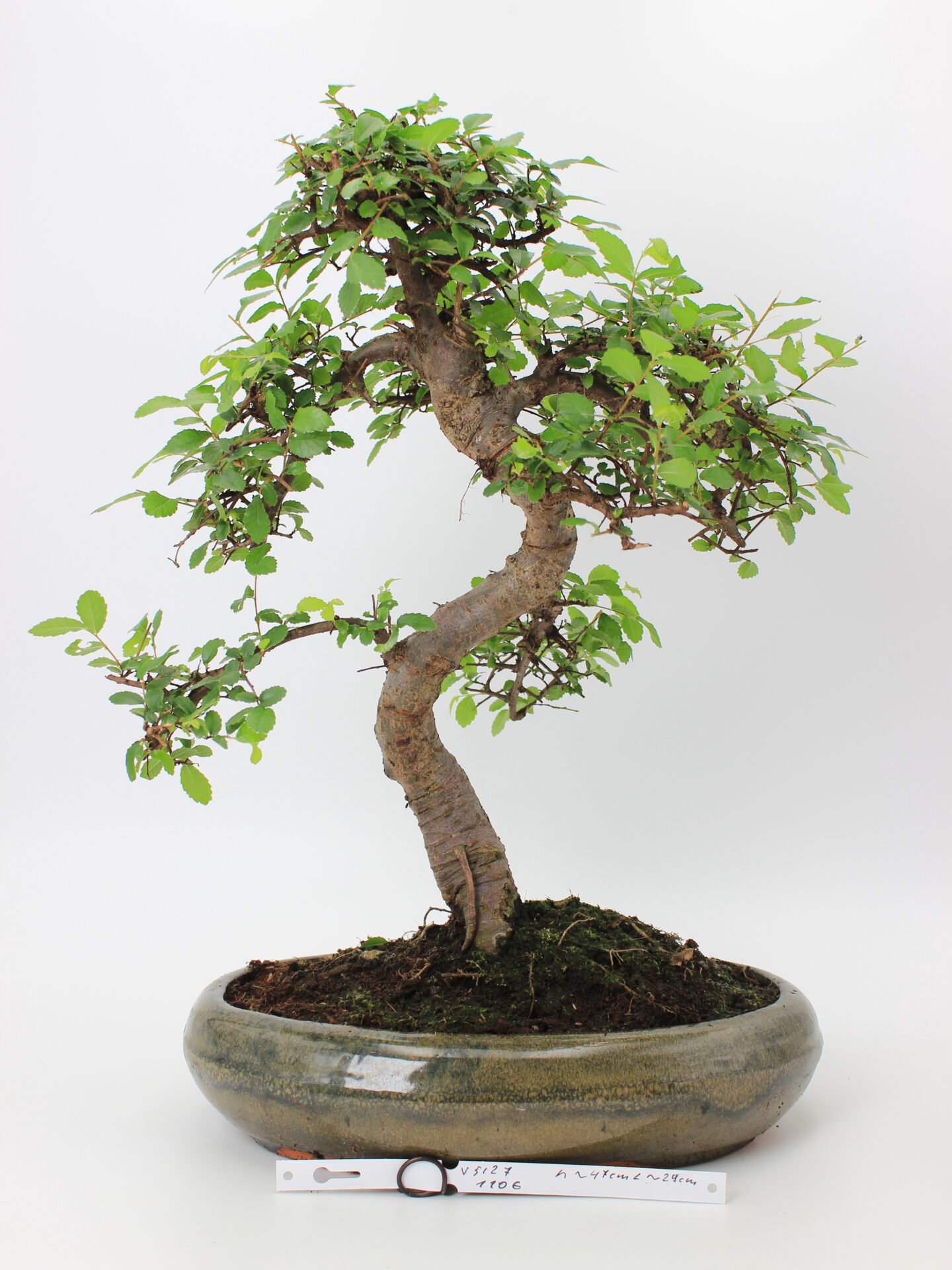 Zelkova bonsai medelis su vingiuotu kamienu ir tankia žalia lapija glazūruotame keraminiame vazone, formuotas Moyogi stiliumi.