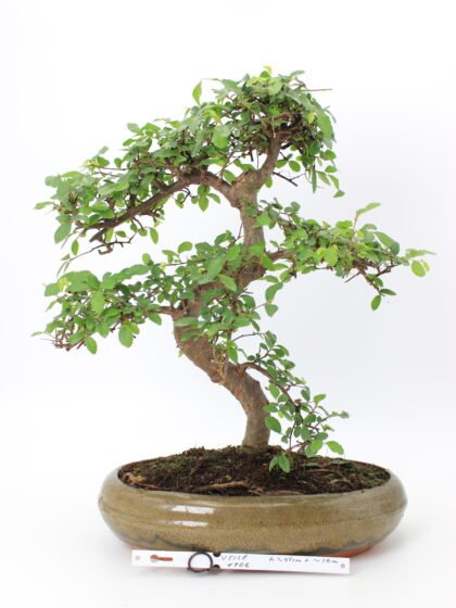Zelkova bonsai medelis su vingiuotu kamienu ir tankia žalia lapija glazūruotame keraminiame vazone, formuotas Moyogi stiliumi.