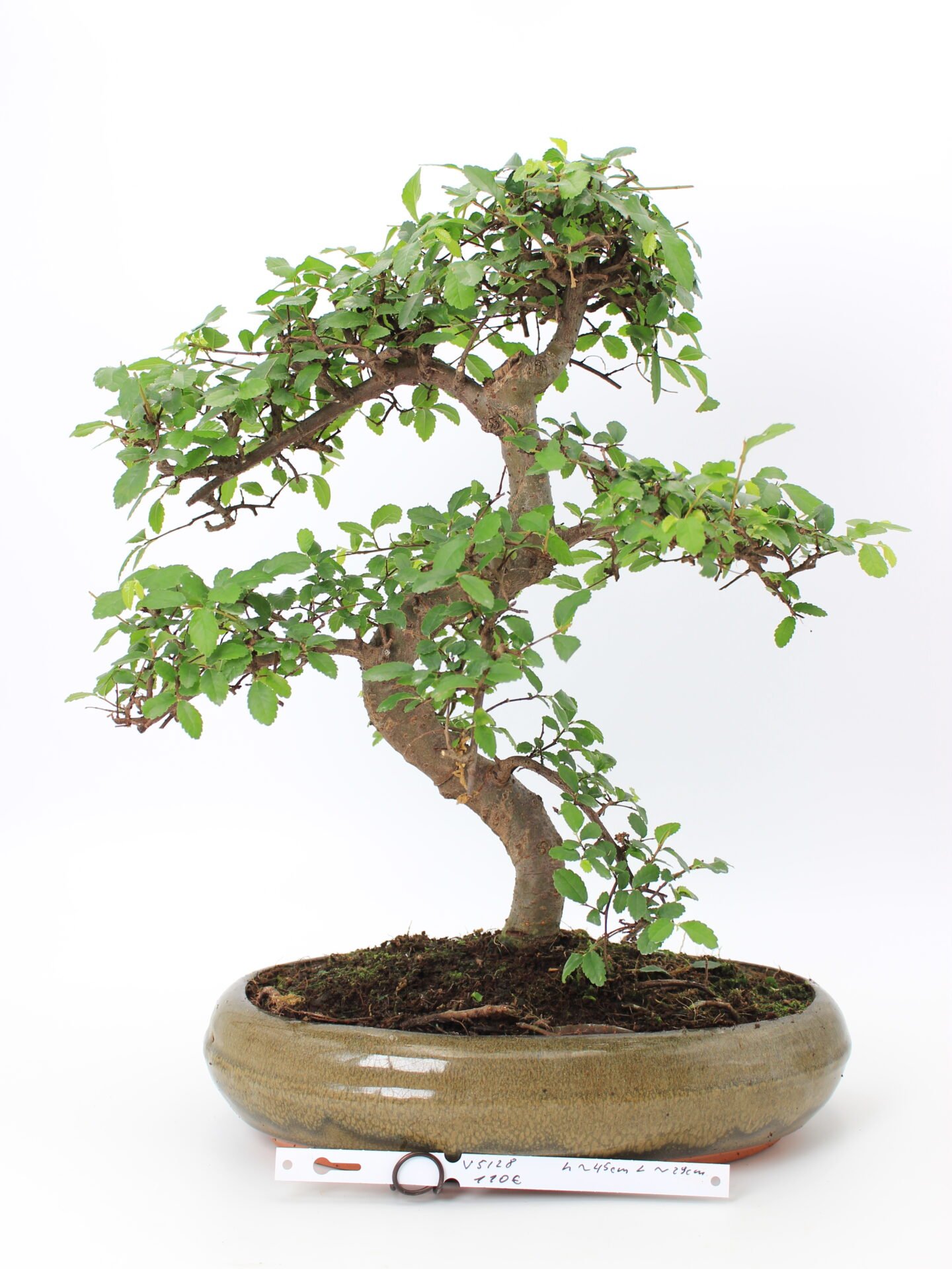 Zelkova bonsai medelis su vingiuotu kamienu ir tankia žalia lapija glazūruotame keraminiame vazone, formuotas Moyogi stiliumi.