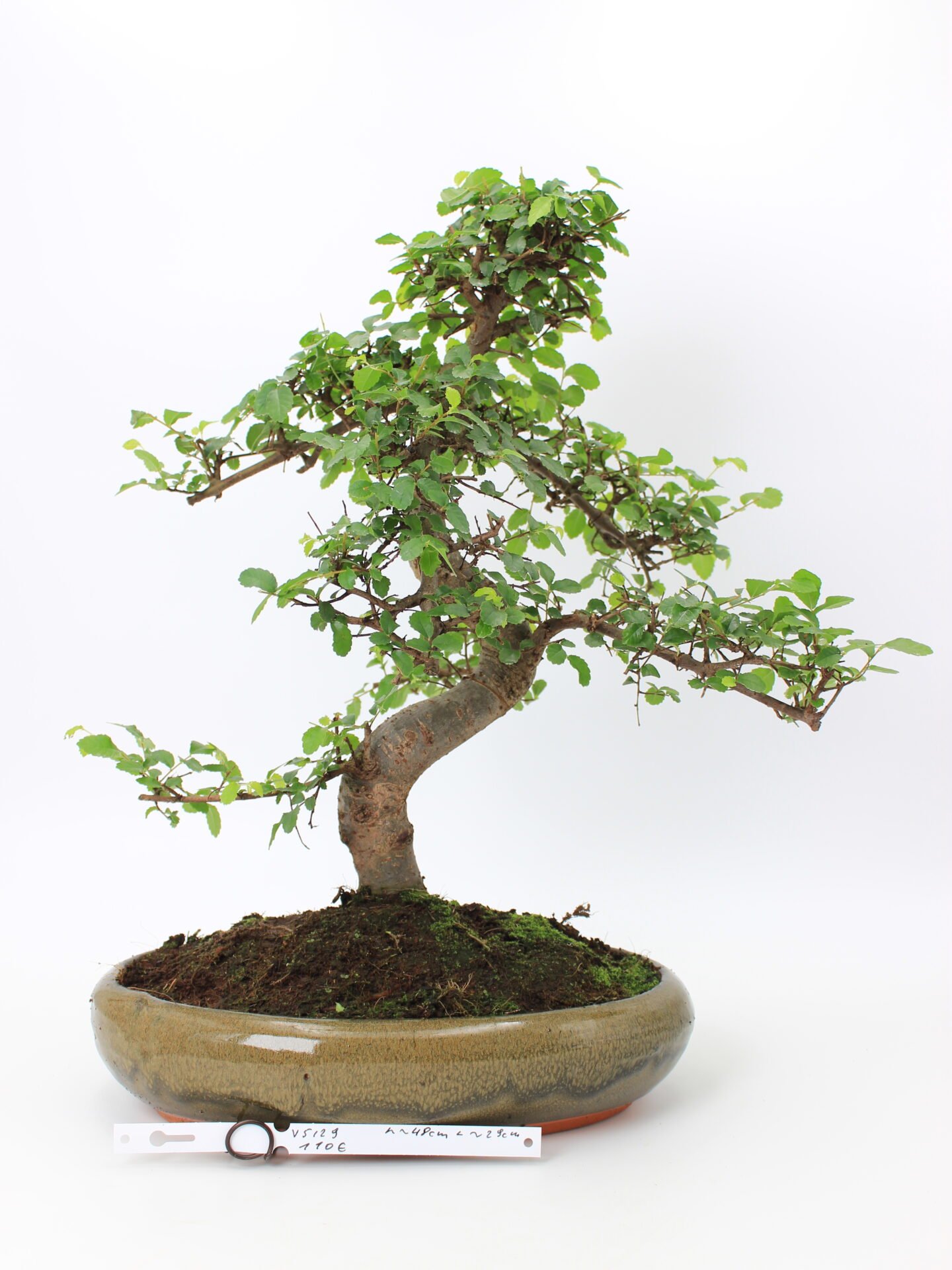 Zelkova bonsai medelis su vingiuotu kamienu ir tankia žalia lapija glazūruotame keraminiame vazone, formuotas Moyogi stiliumi.