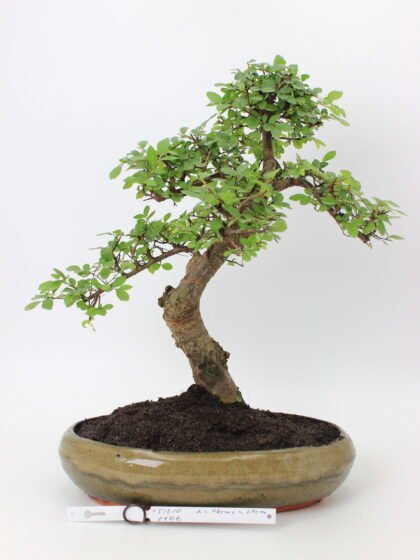 Zelkova bonsai medelis su vingiuotu kamienu ir tankia žalia lapija glazūruotame keraminiame vazone, formuotas Moyogi stiliumi.